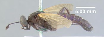Media type: image;   Entomology 10658 Aspect: habitus lateral view